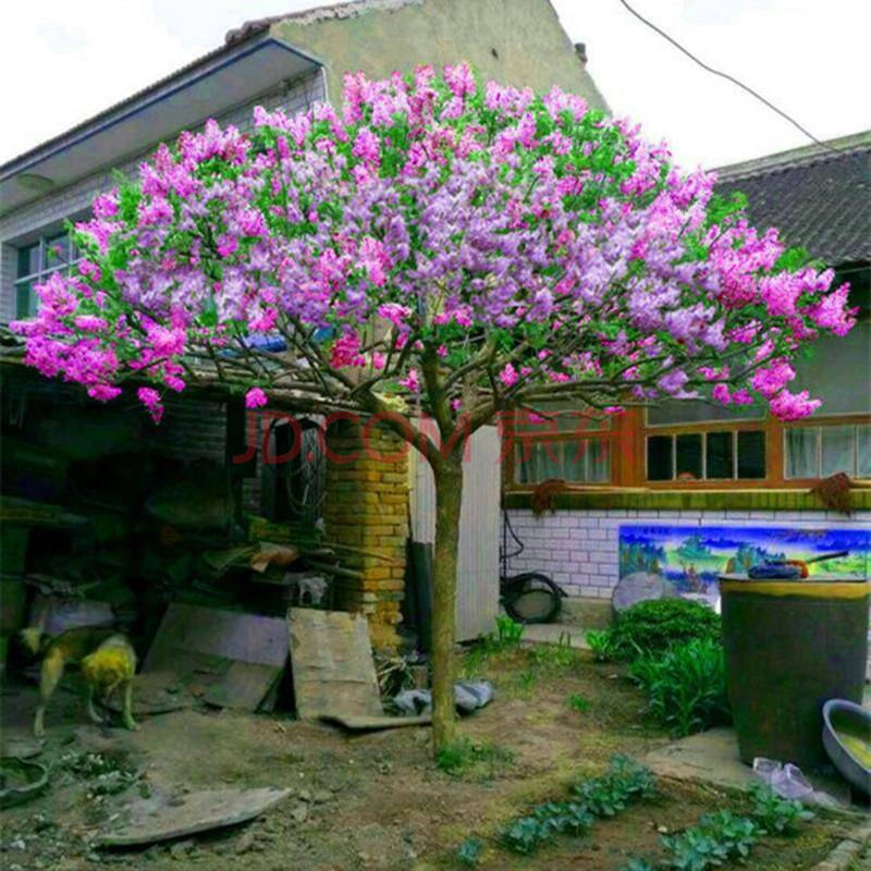 庭院開花樹丁香花樹苗濃香花卉紫丁香盆栽當年開花庭院地栽南方北方