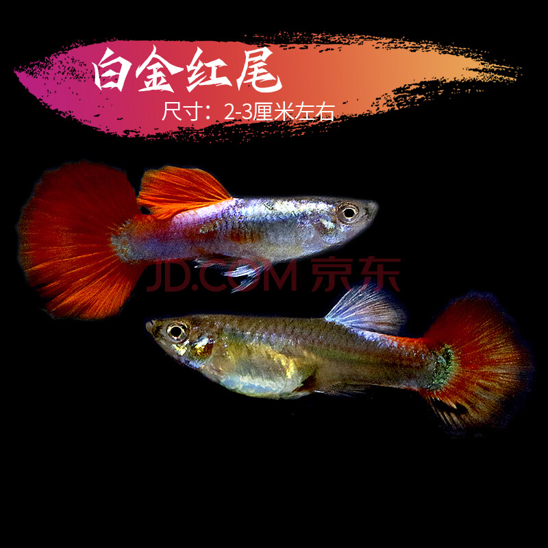 造景鳳尾魚繁殖魚下崽魚黑瑪麗米奇魚純種孔雀魚 白金紅尾孔雀魚2對