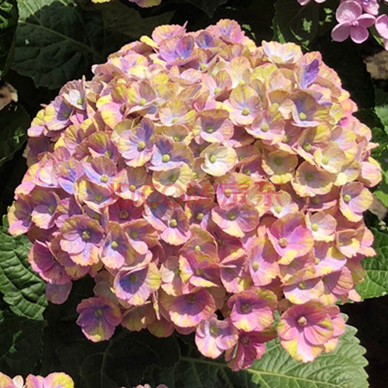 盆栽花卉绿植 幸运花 八仙绣球花苗 绣球花 绣球苗 当年开花 雪舞1棵