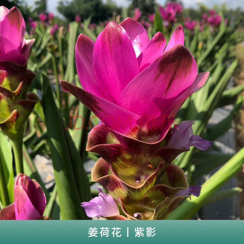 劲胜姜荷花多年生球根 庭院花园盆栽地栽观赏性绿植花卉 紫影 1球装 2