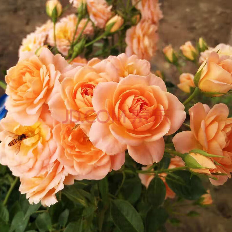 【精品绿植】四季开花月季花大花老桩花卉盆栽 夏洛特夫人(买一 一) 1