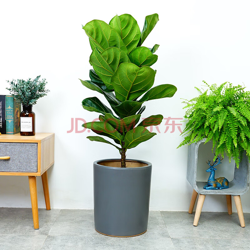 琴叶榕盆栽室内客厅桌面大叶北欧绿植大型吸甲醛琴叶榕植物 琴叶榕 高