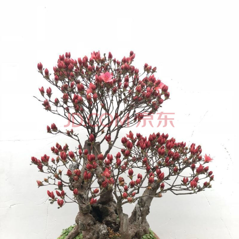 映山红造型盆景老桩实物杜鹃树桩一物一发室内外观赏植物 2号 带盆栽