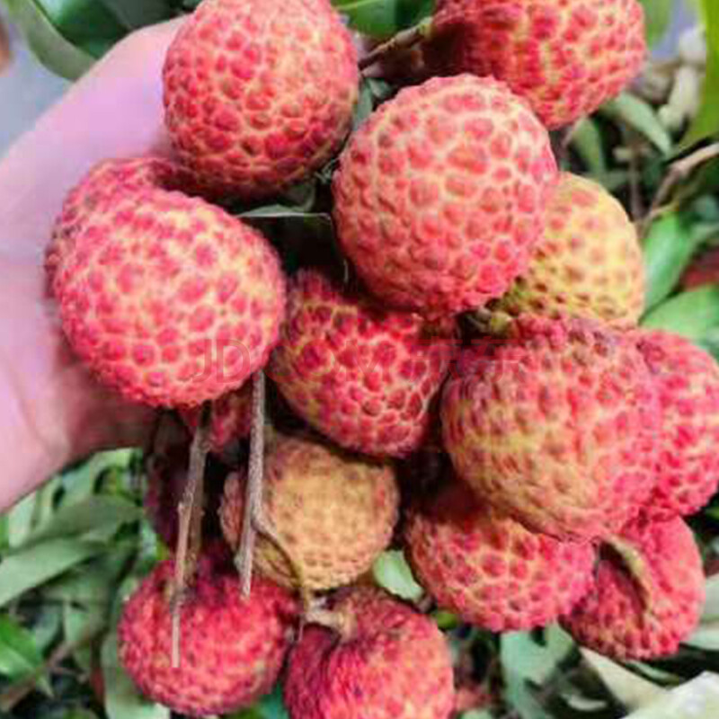 惠东 糯米糍荔枝 新鲜水果 精选岭丰糯(荔龙)2公斤装净重