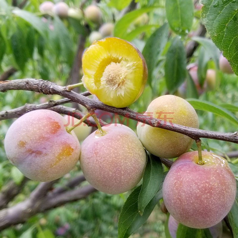 【精選】四川李子脫骨李半邊紅茵紅李五月脆紅李5斤當季新鮮水果脆甜