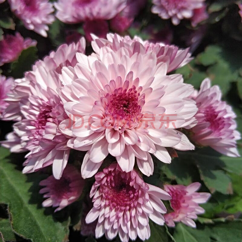 菊花苗大菊花盆栽室内外种植多头菊千头菊泰迪菊乒乓菊 鱼七秒 粉水晶