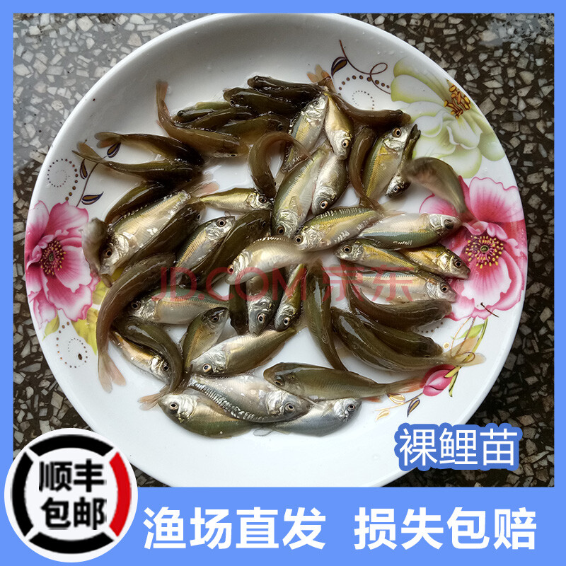 養殖無甲鯉魚苗食用裸斑魚苗 裸鯉50條2-3釐米 10%防死亡【圖片 價格