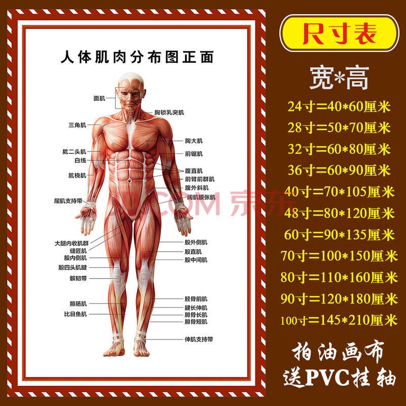 人体构造男性全身图片