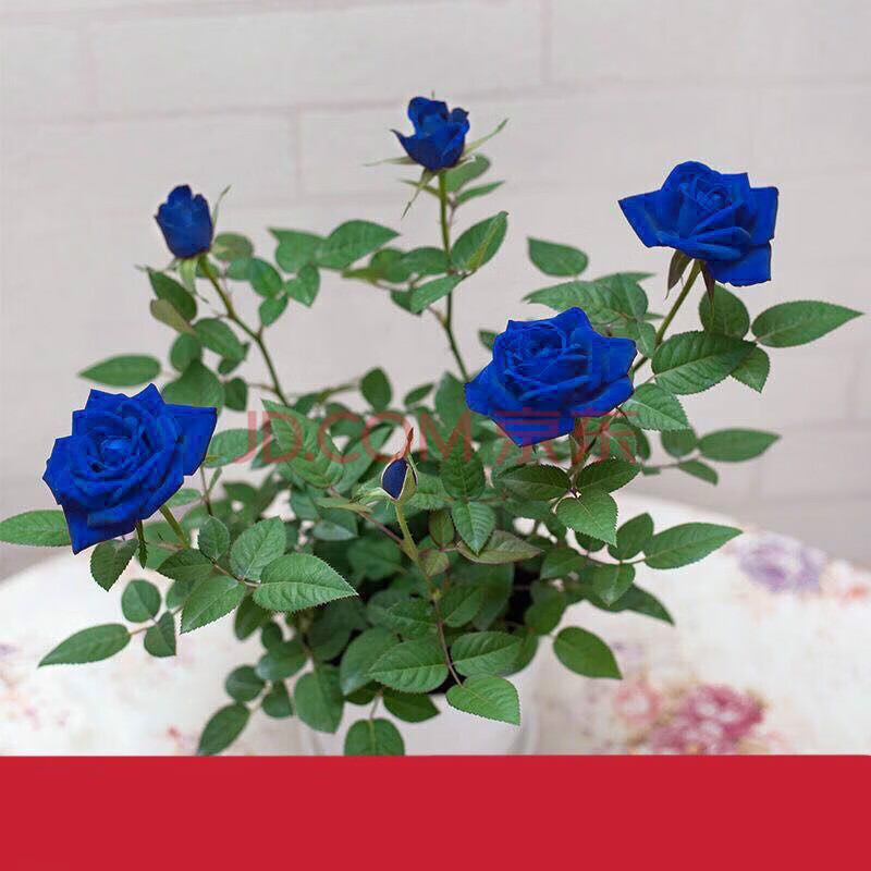 花苗妖姬多色多头老桩盆栽易活花卉阳台四季开花植物月季jy 紫惑 肥料