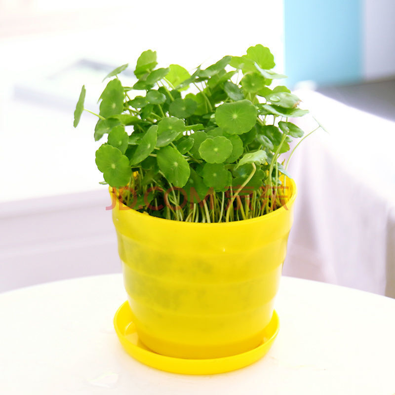 【严选款】铜钱草水培土培植物室内室外花卉盆栽金钱草大叶桌面水养