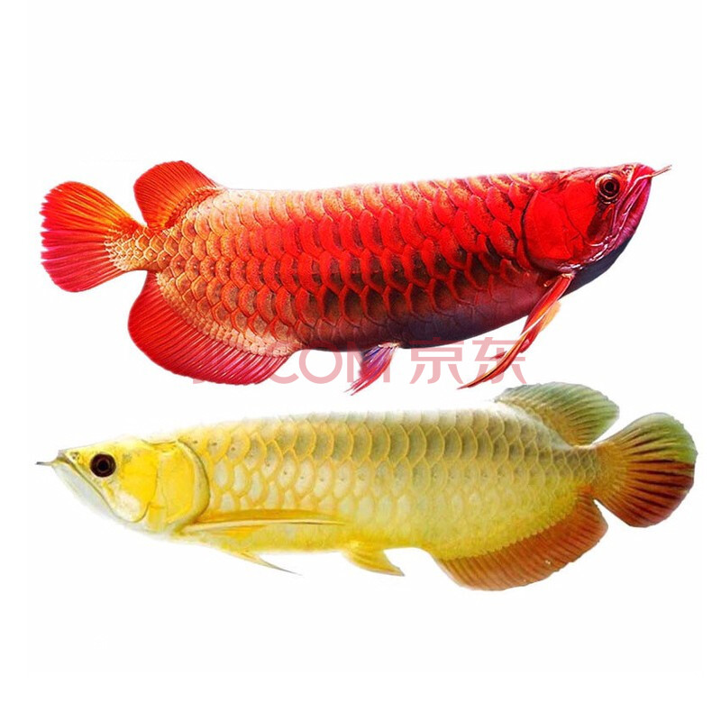 小鱼苗蓝底过背金龙练手龙鱼红龙鱼活体高背金龙热带鱼七彩龙vakada
