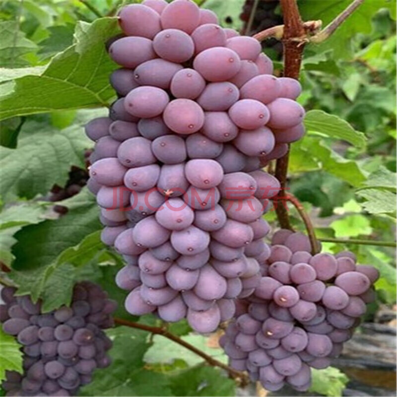 郁金香葡萄茉莉香葡萄3斤应季新鲜现摘提子薄皮无籽红提孕妇