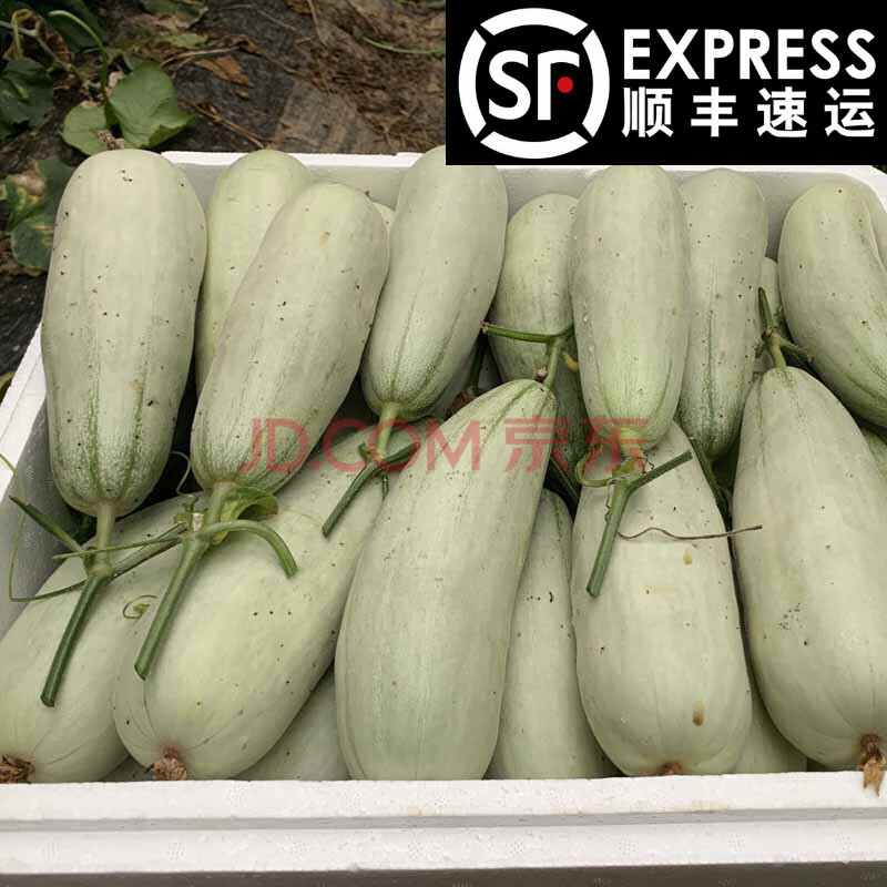 山東羊角蜜甜瓜博洋61號應當季水果整箱小蜜瓜綠香瓜 6斤裝