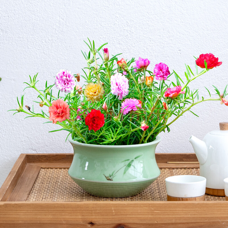 太陽花盆栽室內外陽臺綠植開花的花宿根植物不斷四季好養重瓣花苗