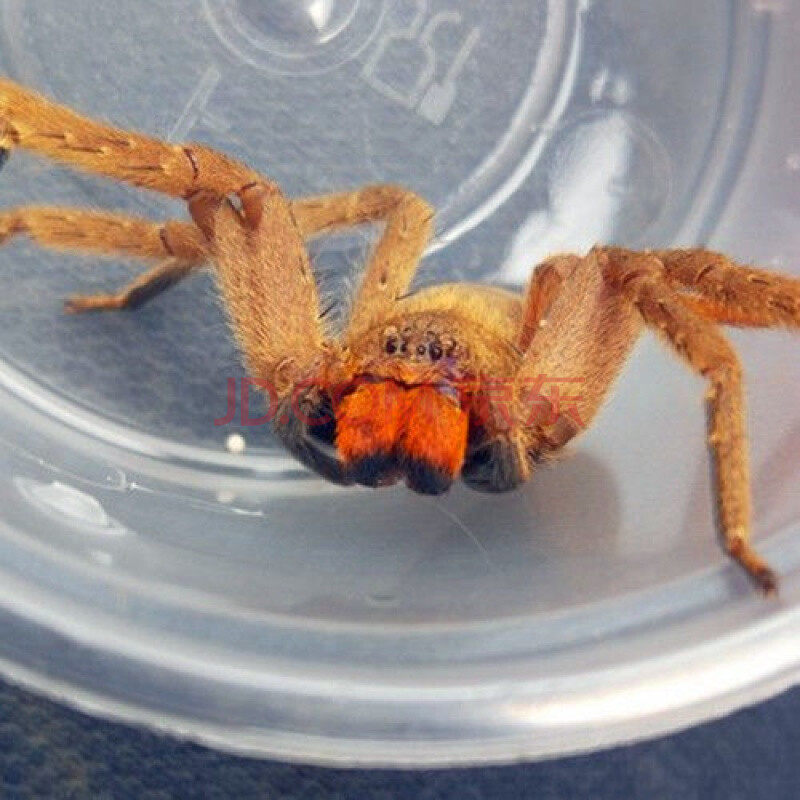 屏东猎人蛛4cm 不含套装