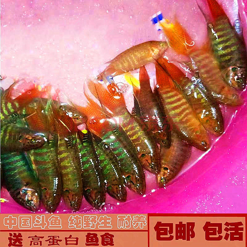 【掛了 包賠 】不需打氧小型觀賞小魚活魚鬥魚淡水冷水魚好養 抱卵快