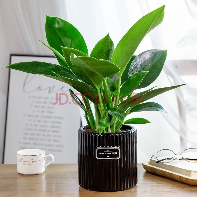 花卉好养家庭办公室花卉绿色植物盆栽 绿植盆栽室内四季常青 大叶红钻