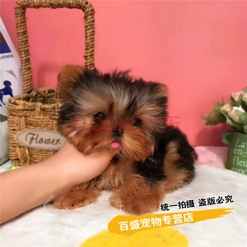 茶杯體約克夏活體寵物狗狗 出售活體約克夏犬幼犬純種 c級