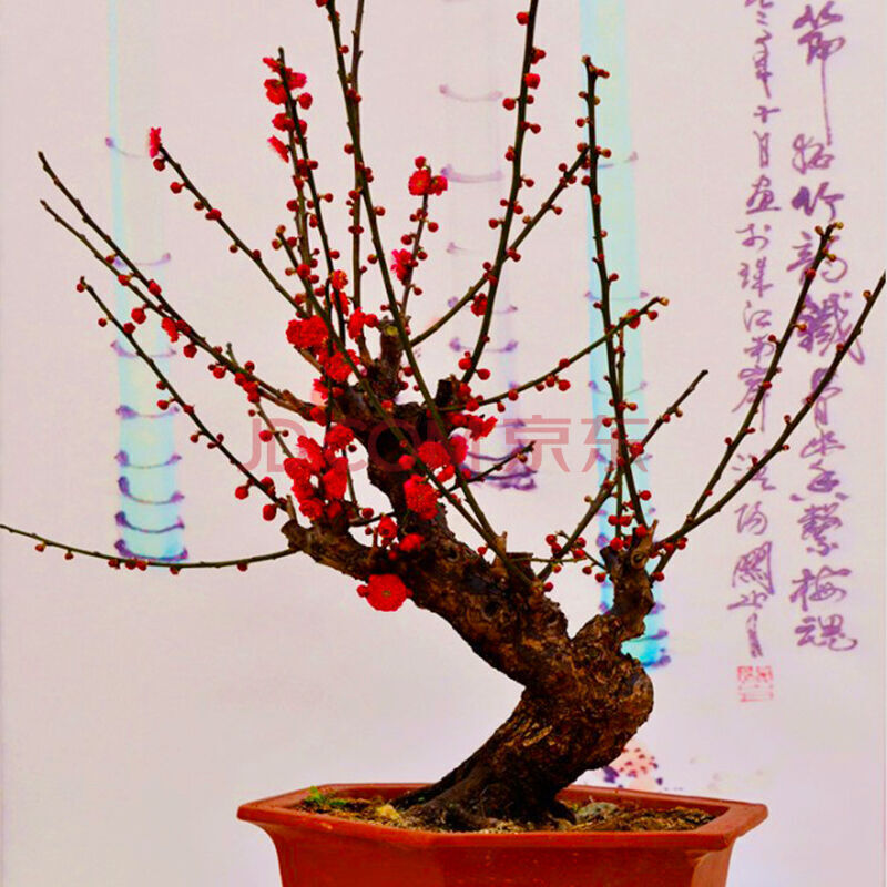 四季桂花盆景庭院芳香花卉苗木 梅花樹 紅梅骨裡紅 6年盆景