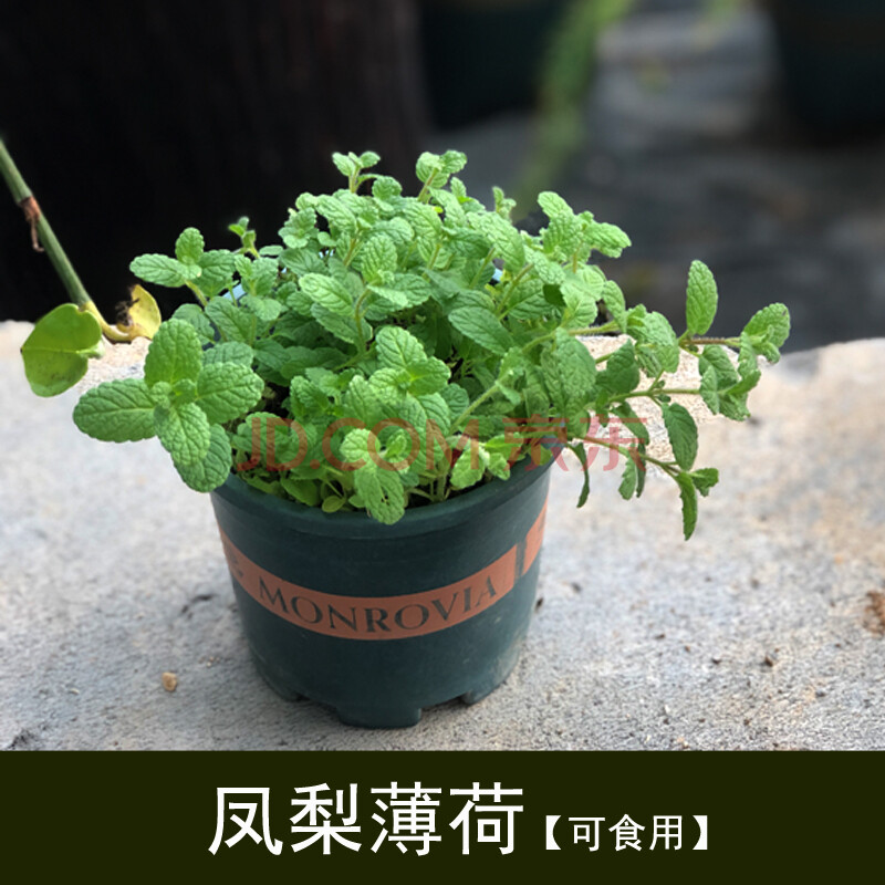 水培清香小绿植香草室内苗柠檬薄荷苗薄荷叶四季 凤梨薄荷1盆【原盆】