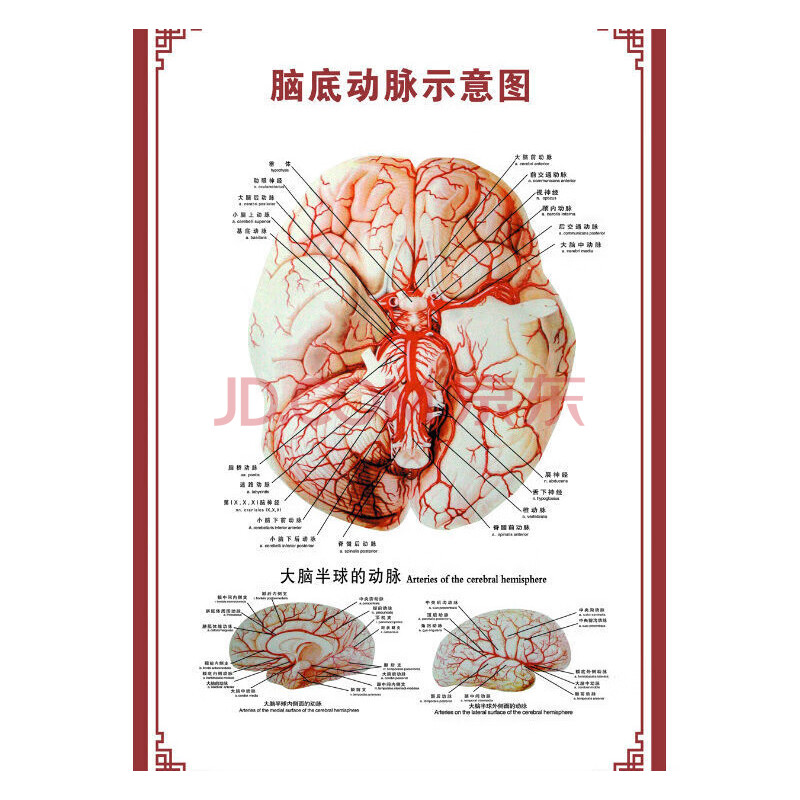 【】人體骨骼圖大掛圖器官示意圖內臟結構圖穴位圖人體肌肉解剖圖海報