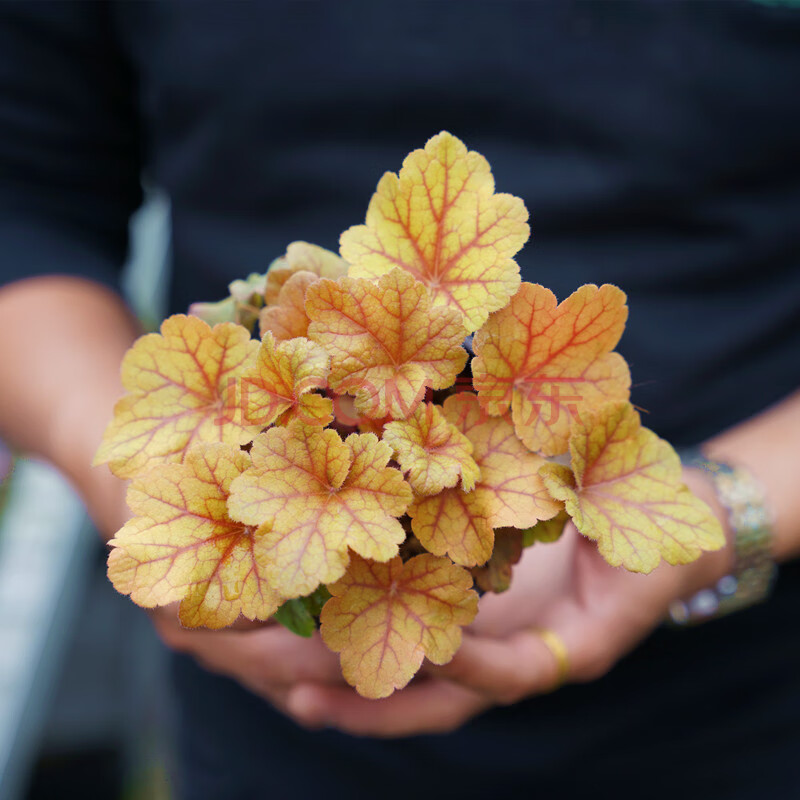 矾根花苗植物盆栽组合大苗耐寒多年生观叶草花室内花小苗花卉大全 浅