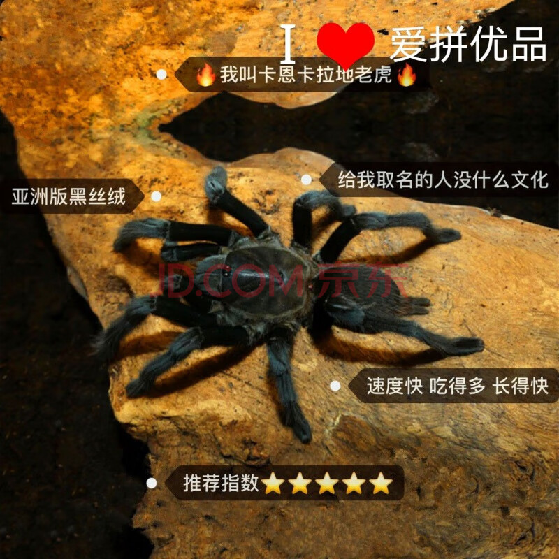 活体宠物蜘蛛 异宠 大体型爬虫 爬宠新手蜘蛛温顺 卡恩卡拉黑丝绒2