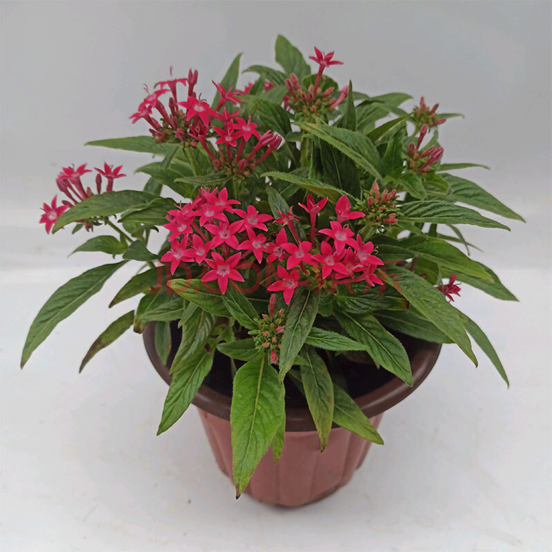 红五星花羽叶茑萝爬藤植物花苗庭院阳台垂吊花卉四季开花 玫红繁星花