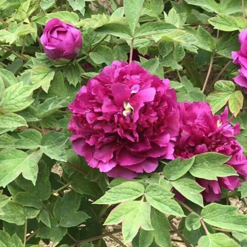 麥桑荷牡丹花苗大苗菏澤洛陽紅色牡丹王五年重瓣四季觀賞花盆栽地栽