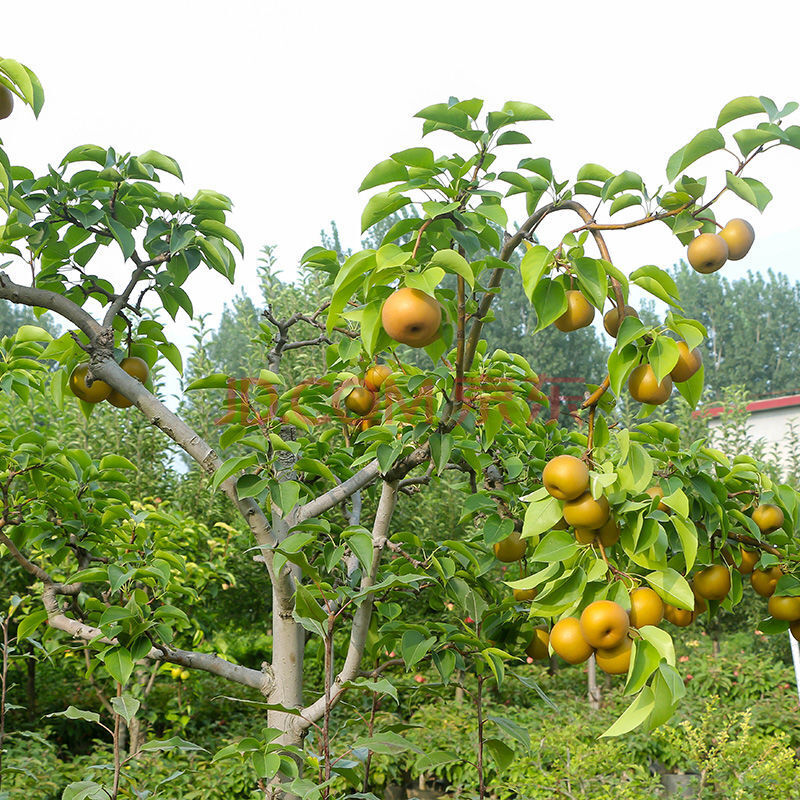 一名花匠 梨樹苗果苗當年結果地栽南方種植北方庭院早熟晚熟嫁接果樹