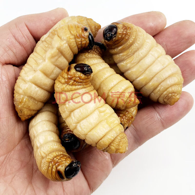 新鲜冷冻竹笋虫活体椰子虫绿色胖个竹蛆食用昆虫竹笋竹林竹虫 一斤