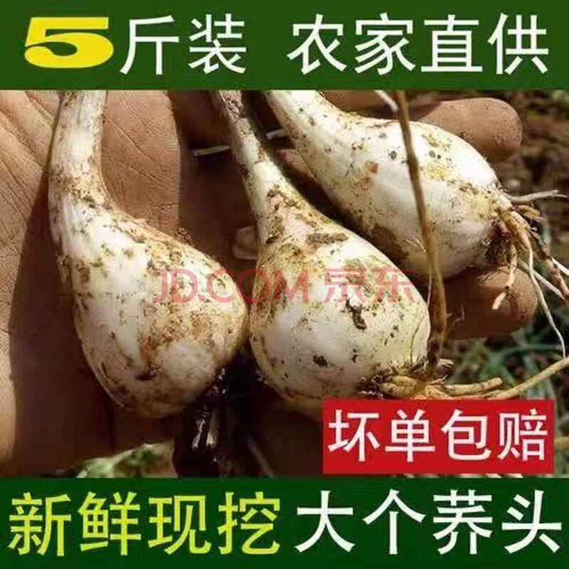 新鲜荞头带叶荞头藠头现拔带叶子嫩荞头乔子农家蔬菜 带叶荞头好炒