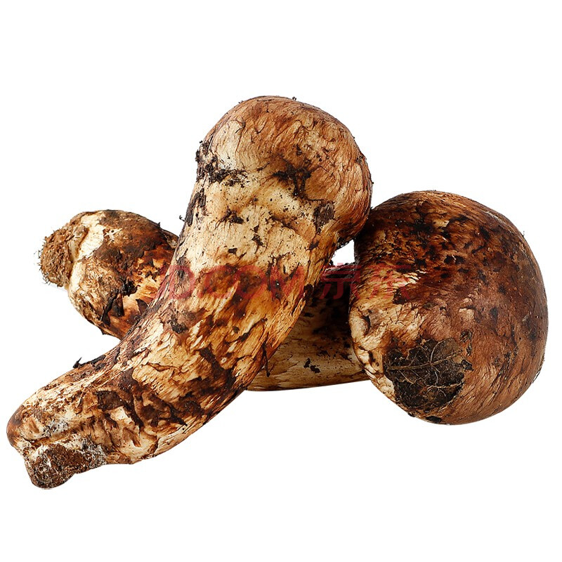 嘉者优选云南特产野生松茸 9--12cm 500克 精选野生菌菇