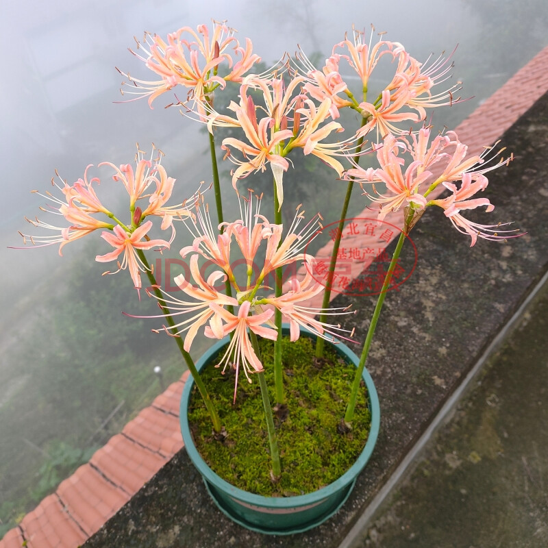 粉色桃花石蒜 彼岸花种球 石蒜花 曼珠沙华盆栽 室内四季种植花卉 花