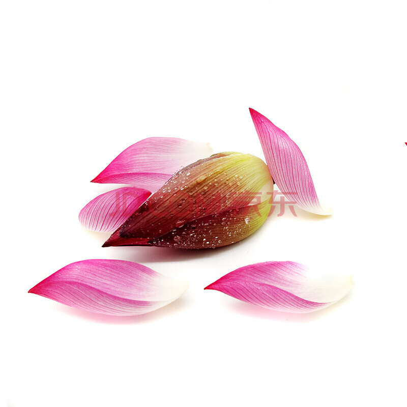 新鲜荷花花瓣 莲花 荷花苞 可食用花草30片 酒店西餐摆盘装饰点缀 25g