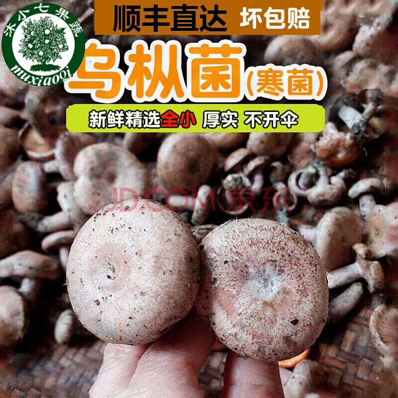 【顺丰】乌枞菌 寒菌野外生湖南新鲜乌枞菌重阳菌三九菇寒菌雁鹅菌