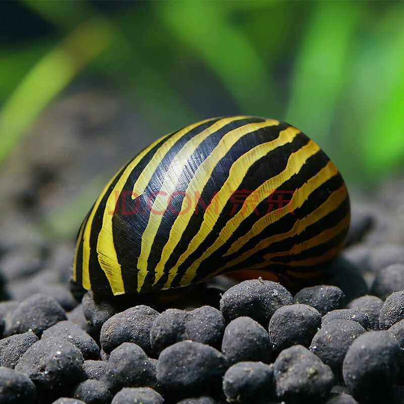 美人雾 观赏螺虾蟹水族活体缸壁除藻螺除藻清淤活化床底 斑马螺5只