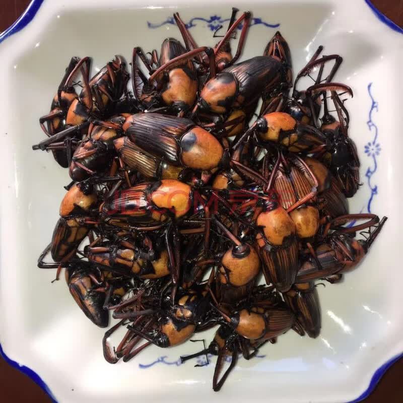 竹象虫 山珍美味烧烤美食小吃400克 云南特产竹虫 竹笋虫香脆 400克
