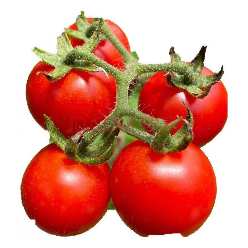 贵州特产新鲜野生小西红柿小番茄毛辣果孕妇食用酸汤沙拉轻食 3斤