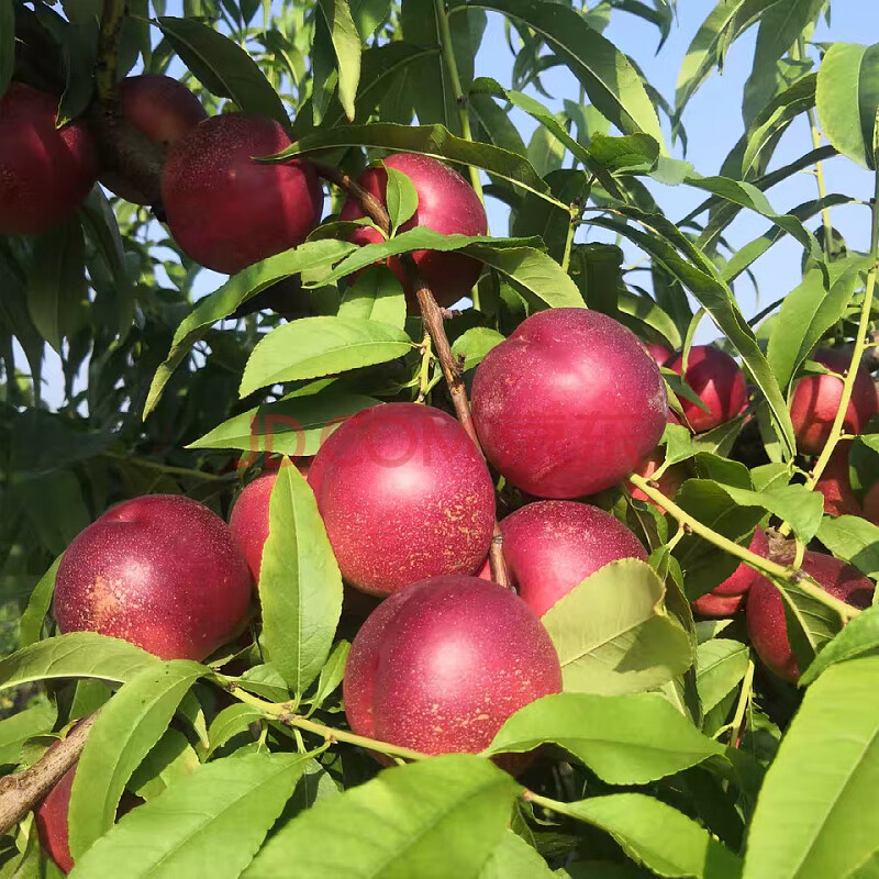 颜曼箐 陕西渭南珍珠小油桃新鲜应季孕妇水果顺丰5斤 珍珠枣油桃 2350