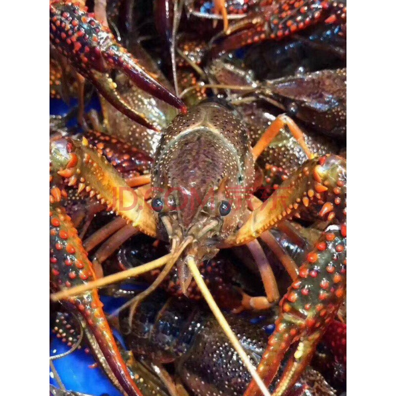 三斤789钱小龙虾鲜活活虾洪湖清水虾满黄麻辣湖北小龙虾稻田虾大