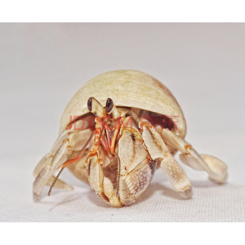 陆养灰白草莓寄居蟹西伯利斯深紫里拉lila短腕宠物活体螃蟹观赏蟹