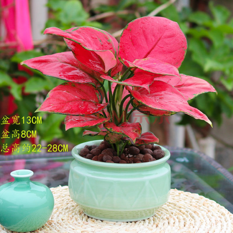 阙*轻奢芊阙吉利红盆栽可水培室内花卉盆栽办公室室内绿植中国红盆栽