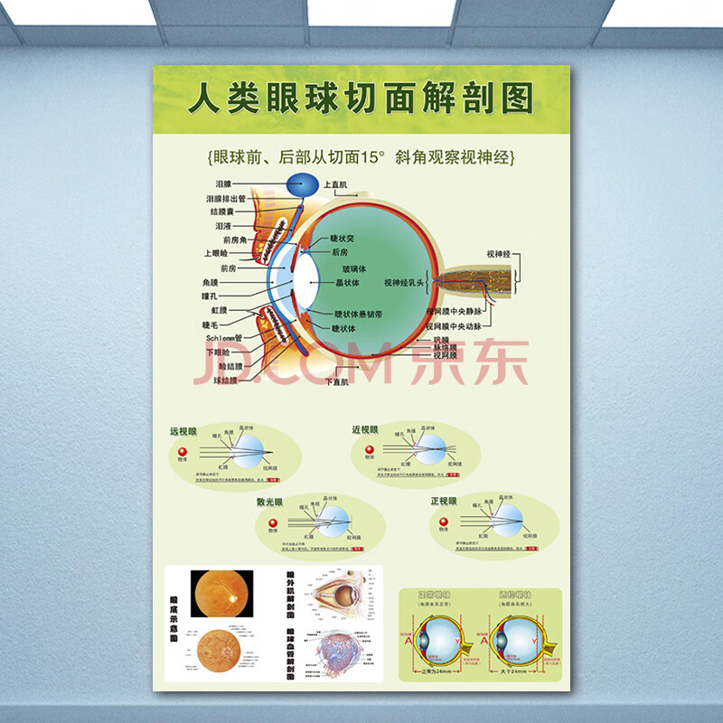 眼睛眼球結構圖 眼鏡店眼睛眼球結構圖眼球解剖圖剖面圖愛眼護眼宣傳