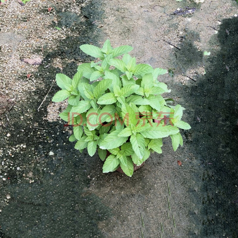 九層塔羅勒葉盆栽金不換植物室外陽臺綠植餐廳廚房食用香草料 薄荷 含