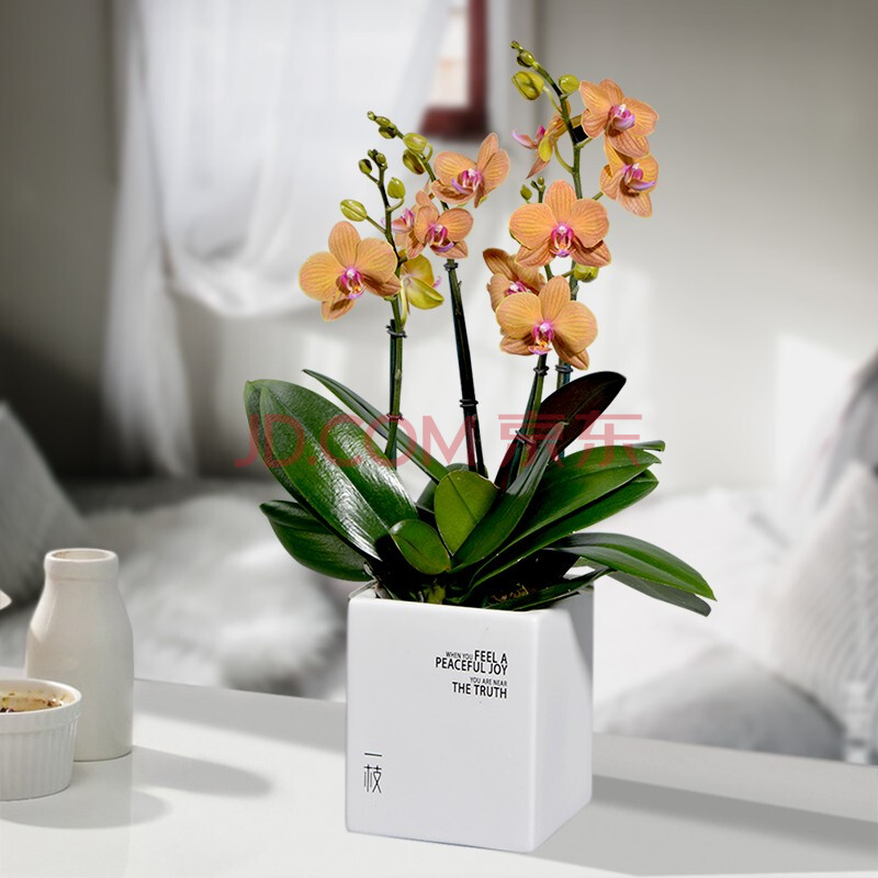 一枝 蝴蝶兰 皮亚琴察piacenza4梗蝴蝶兰盆栽花卉兰花办公室室内客厅