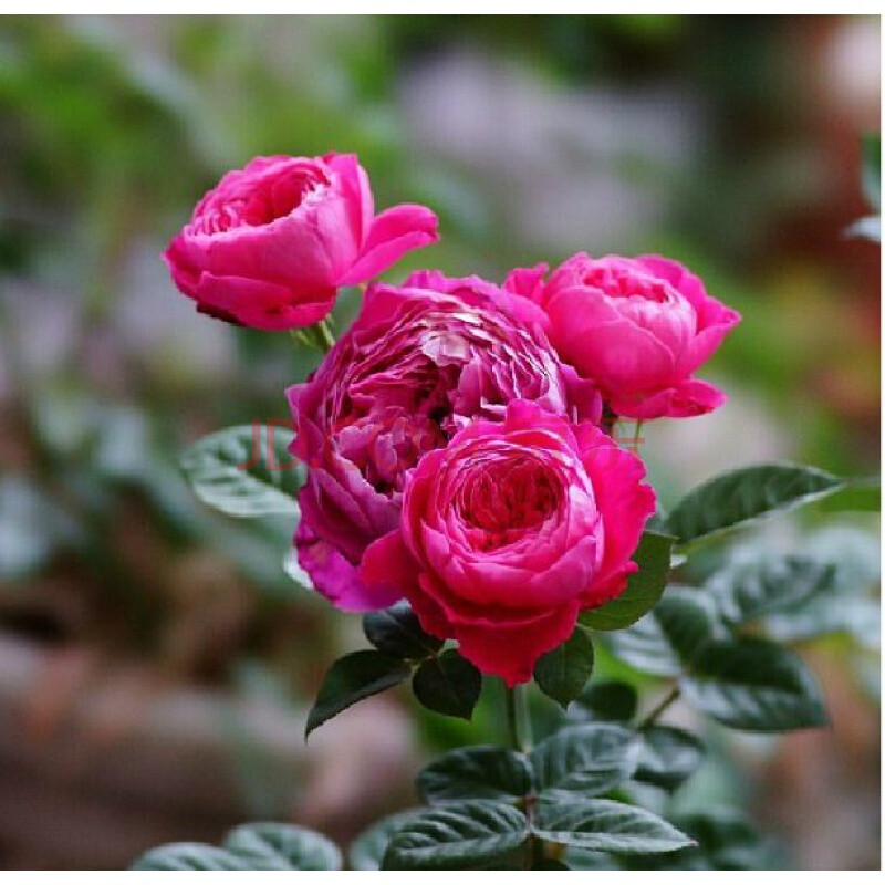 浓香灌木 阿卡德米亚学院 月季花苗庭院玫瑰浓香月季玫瑰花小苗