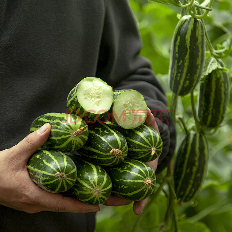 河北青龙菜瓜当季特产生吃烧瓜花皮脆瓜整箱 2000g