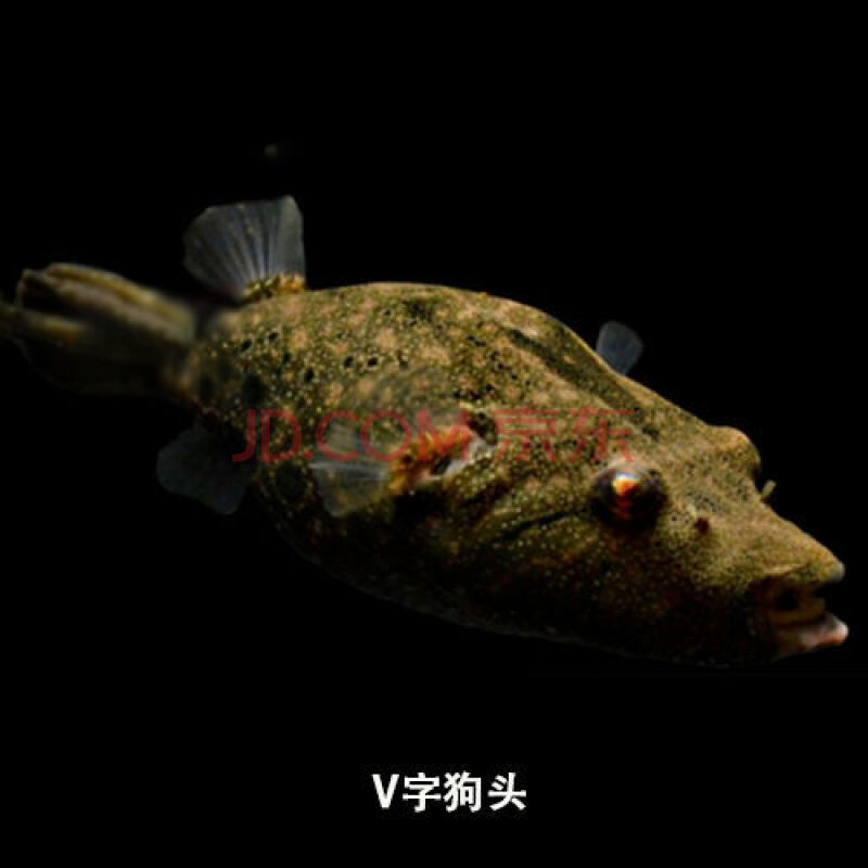 榮鬱河豚魚活體斑馬狗頭魚v字毛毛狗頭魚生氣魚潛水艇熱帶淡水觀賞魚