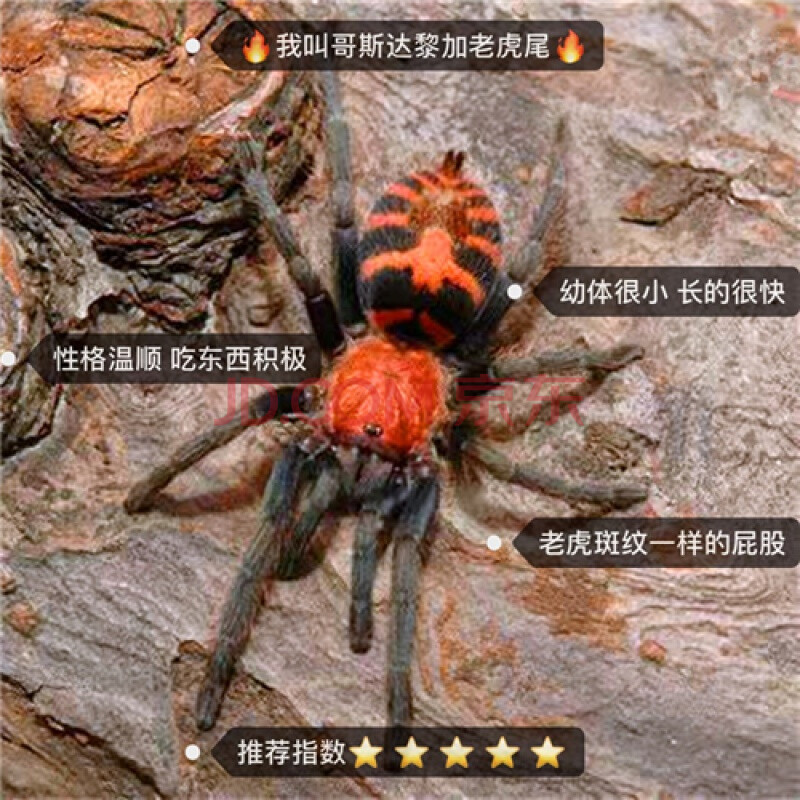活体宠物蜘蛛 智利火玫瑰蜘蛛 新手蜘蛛温顺 哥斯达黎加老虎尾10-12cm